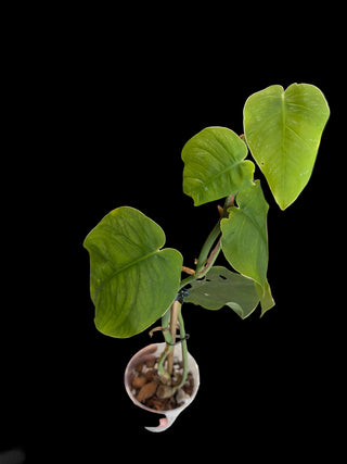 Monstera Dubia - 3 Leaves