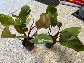 Philodendron Red Anderson 4"