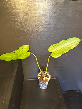 Philodendron Whipple Way White Variegated 2 Leaves