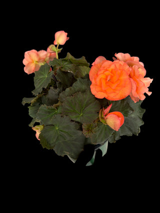 Begonia - Solenia - 6" Pot