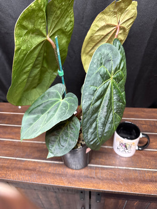 Anthurium KOS x AOS