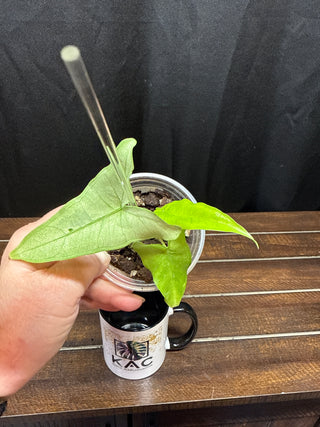 Alocasia Tigrina Albo Variegated
