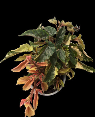Begonia - Ginny Galaxy - 4"