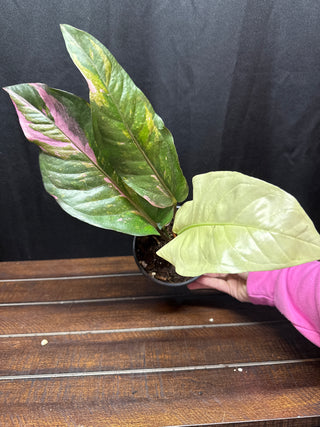 Anthurium Renaissance Tricolor