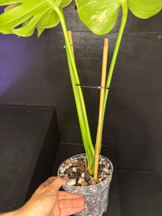 Monstera Pom-Pom 3 Leaves