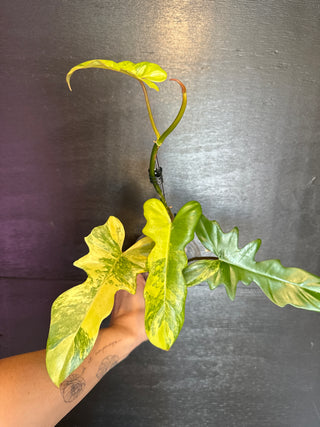 Philodendron Florida Beauty x Mayoi 4 Leaves