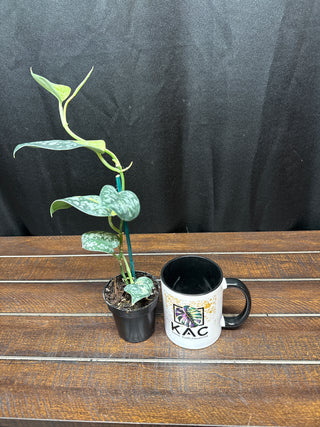 Scindapsus Maharlika