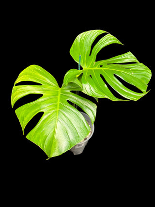 Monstera Tattoo