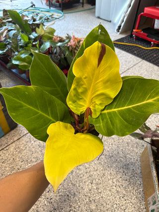 Philodendron Red/Yellow Flame
