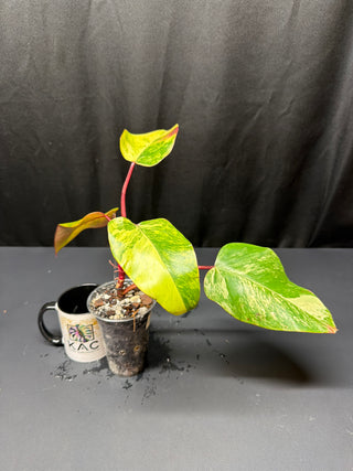 Philodendron Strawberry Shake