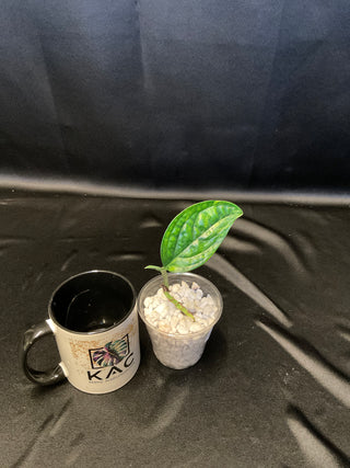 Monstera Peru Variegated - 2 Leaves