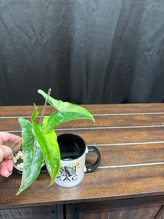Alocasia Tigrina Albo Variegated