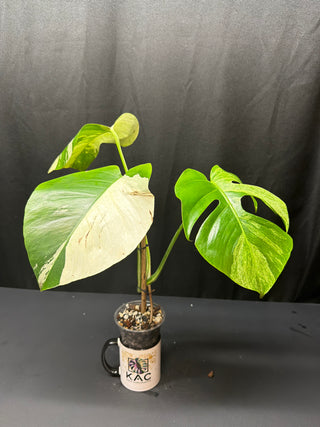 Monstera Mint 3 Leaves
