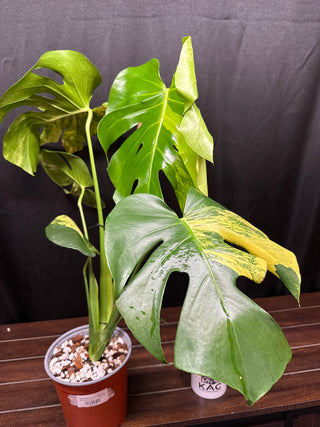 Monstera Yellow Marilyn