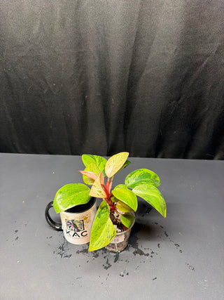 Philodendron Dwarf Congo AN161  3" Pot