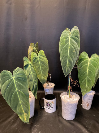 Philodendron Melanochrysum Big Leaf - 2 Leaves