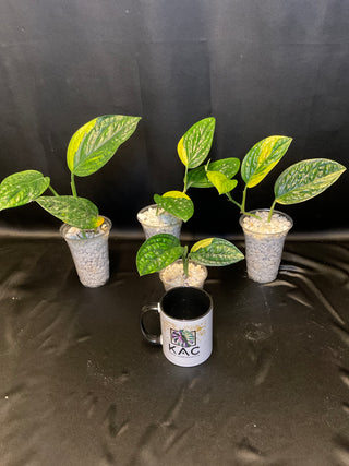 Monstera Peru Variegated - 3 Leaves