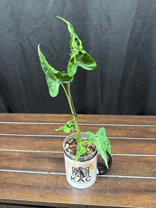 Alocasia Frydek Tattoo