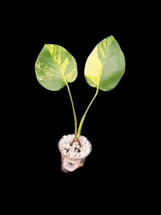 Monstera Aurea 2 Leaves
