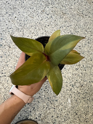 Philodendron Variegated Black Cardinal 4"