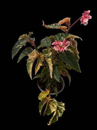 Begonia - Ginny Galaxy - 4"