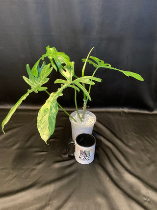 Philodendron Florida Beauty x Mayoi "Fishbone" AN85 5" Pot - 4-5 Leaves