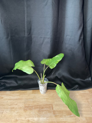 Philodendron Whipple Way 4" Pot - White