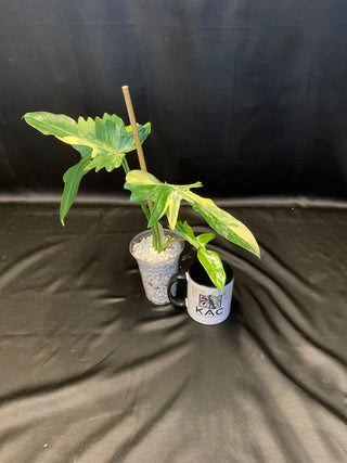 Philodendron Florida Beauty x Mayoi S04 4" Pot - 4 Leaves