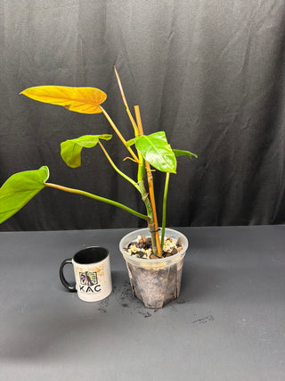 Philodendron Whipple Way 5 Leaves