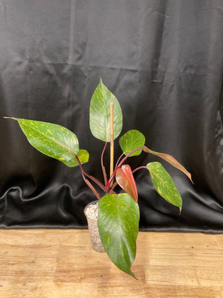 Philodendron Orange Princess