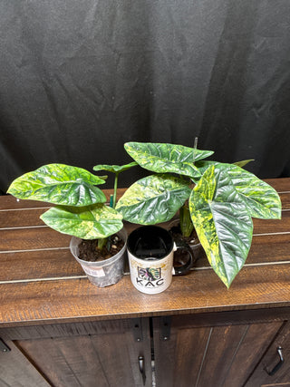 Alocasia Quilted Dreams/Sinuata Variegated - Large