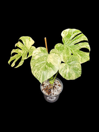 Monstera Platinum