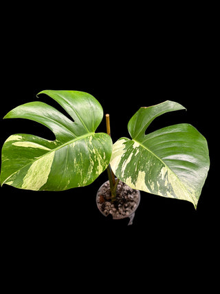 Monstera Jungle Mint - 2 Leaves