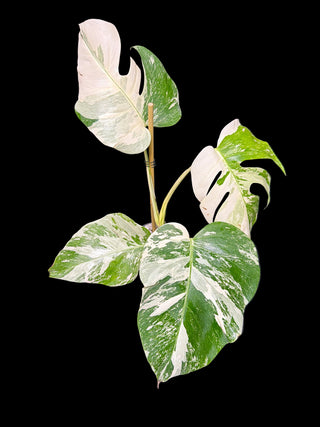 Monstera Albo Marble - 4 Leaves
