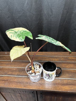 Alocasia Pink Serendipity
