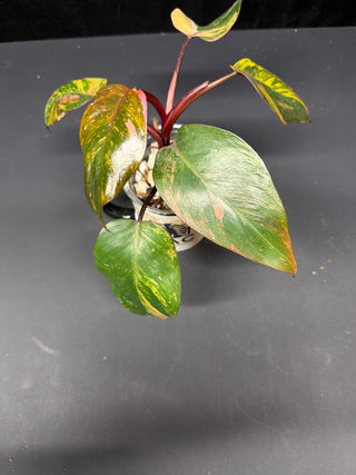 Philodendron Fire Princess AT130 3" Pot