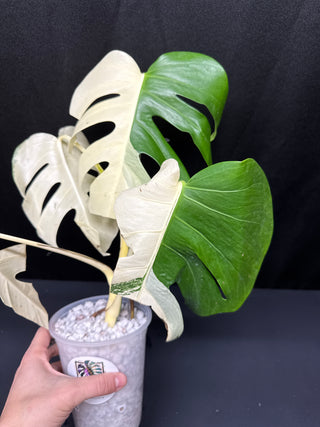 Monstera Albo Sectoral