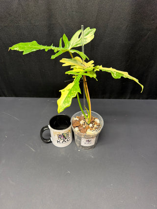 Philodendron Florida Beauty x Mayoi Fishbone 4" Pot - 3 Leaves