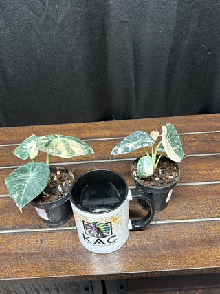 Alocasia Black Velvet Pink