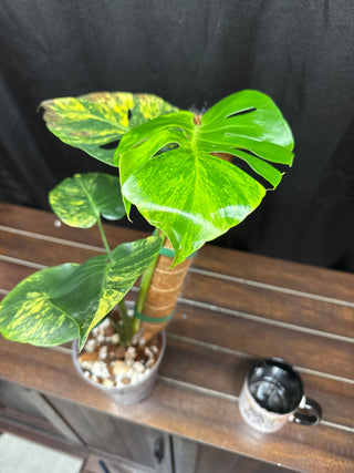 Monstera Yellow Marilyn - Medium