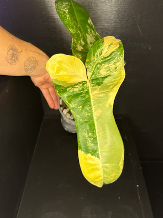 Philodendron 'Jenifer' Florida Beauty x Billie -2 Leaves