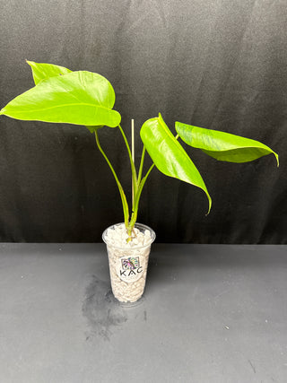 Monstera Green on Green