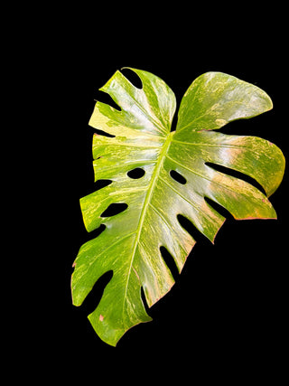 Monstera Ocean Mint