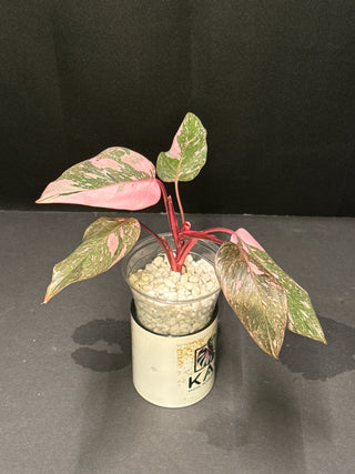 Philodendron Pink Princess Galaxy AN116