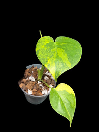 Monstera Large Form Aurea (Yellow Marilyn) - 5" Pot