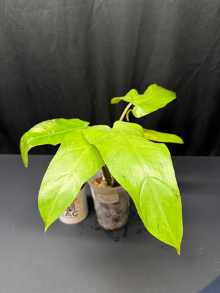 Philodendron Whipple Way White