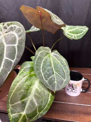 Anthurium Black Widow x Michelle x Zara
