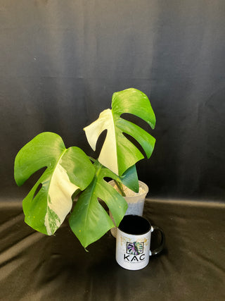 Monstera Albo Sectoral - 2 Leaves