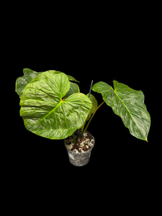 Philodendron Majestic - Big Leaves