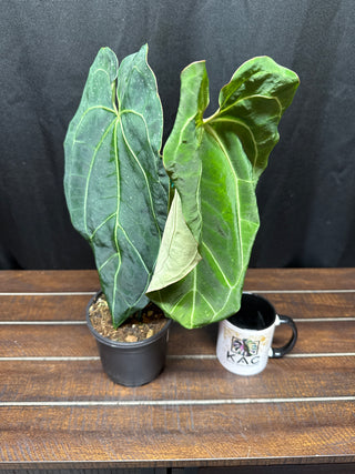 Anthurium Papililaminum Legacy